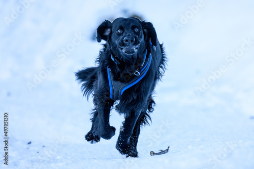 flatcoated retriever running in snow photo