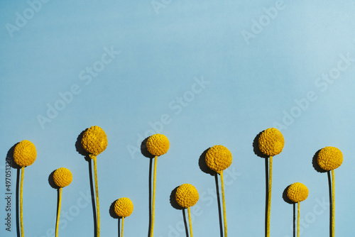 Natural Craspedia globosa Billy Balls. Round dry flower on blue background. Natural preservation banner website design. Fun minimalistic summer concept. Free space for text and advertisement flatlay