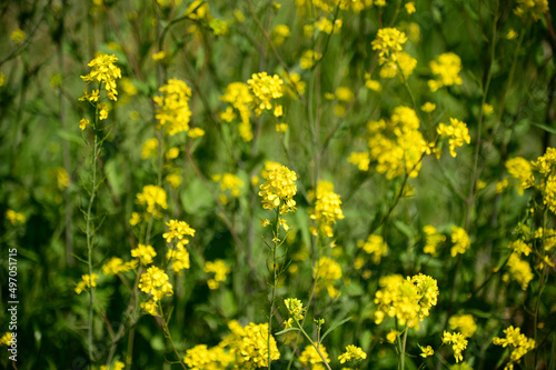 黄色い花 © Takuya Okino