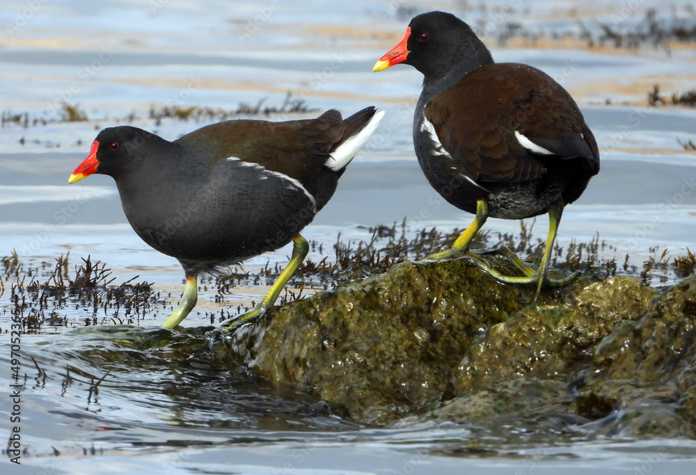 Common moorhens on the sea shore Common moorhens on the sea shore