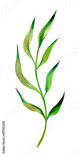 green tea leaves. watercolor branch