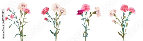 Panoramic view with carnation bouquets. Pink and white flowers, green leaves on empty background. Collection for Mother's Day, Victory Day, digital draw, vintage illustration, vector, watercolor style