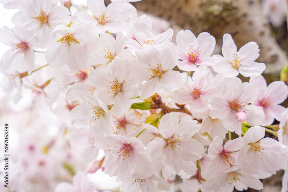 sakura sakura