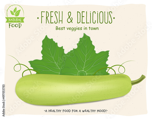 Bottle gourd vegetable - vector illustration with green leaf 