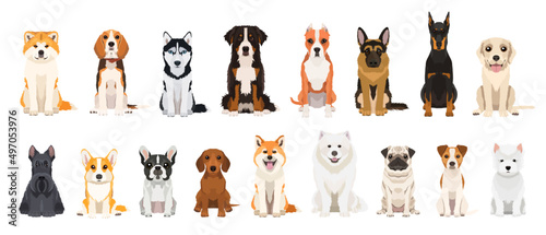 Big vector colorful set of different dog breeds isolated on white background