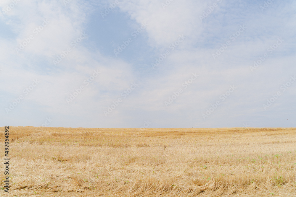 Yellow field and blue sky with clouds.  Field after wheat harvest.  Ukrainian deer.  Ukraine.