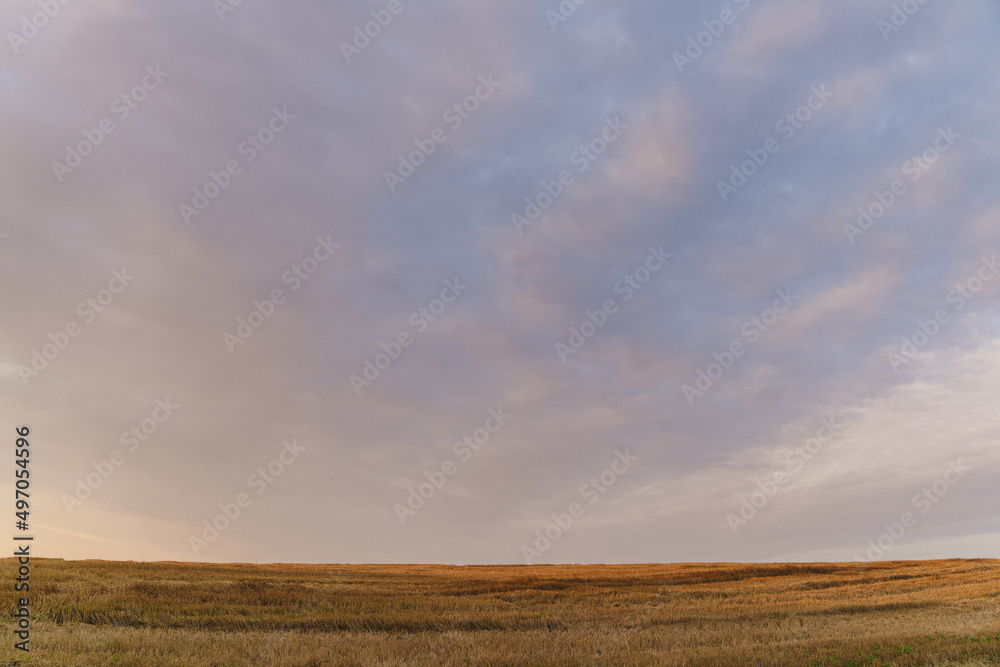 Yellow field and blue sky with clouds. Field after wheat harvest. Ukrainian deer. Ukraine. Yellow field and blue sky with clouds. Field after wheat harvest. Ukrainian deer. Ukraine.