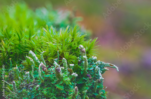 Close up background with fress green moss in the forest