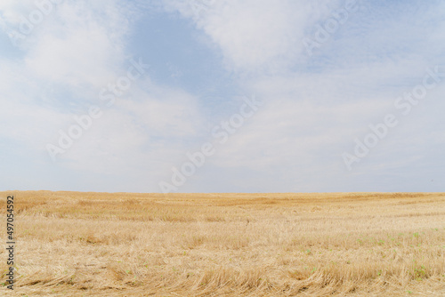 Yellow field and blue sky with clouds. Field after wheat harvest. Ukrainian deer. Ukraine.