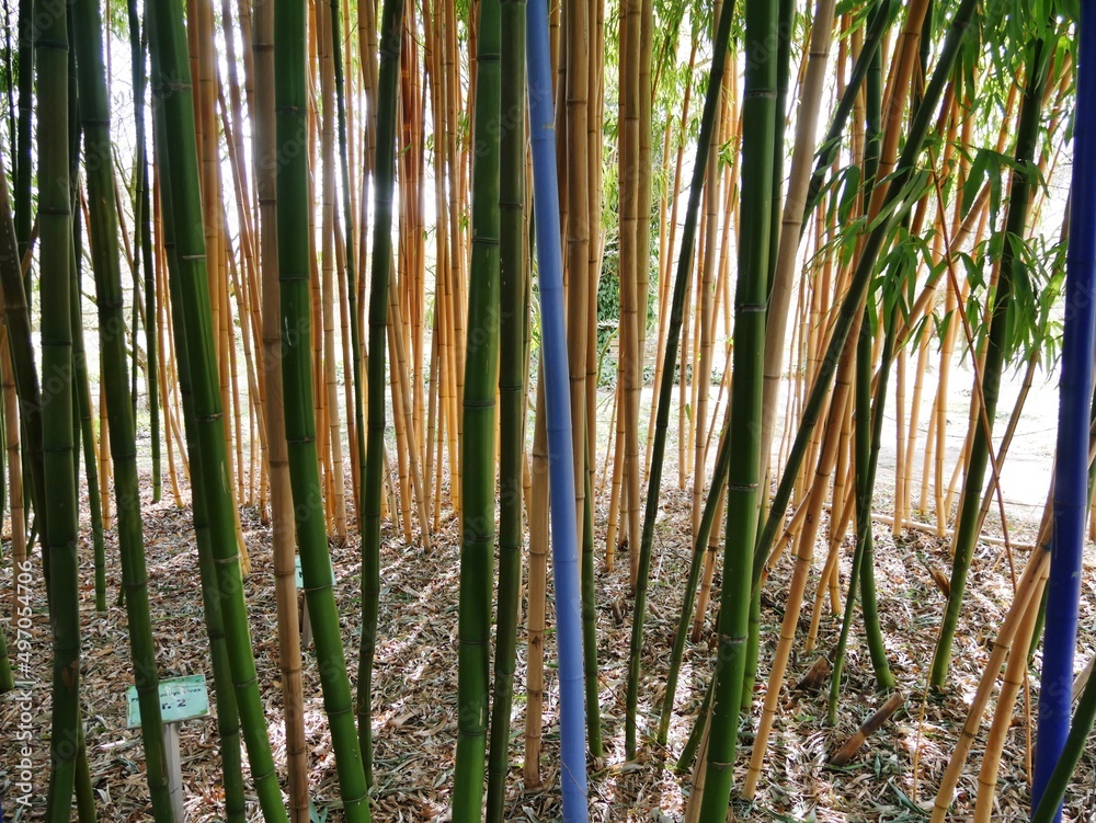 Fototapeta premium Bambuspark im Arboretum Ellerhoop