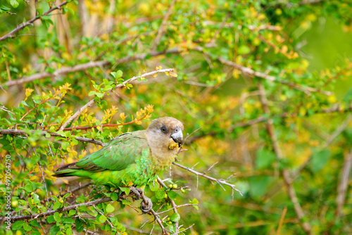 Brown-headed parrot (Poicephalus cryptoxanthus) feeding. Mpumalanga. South Africa. photo