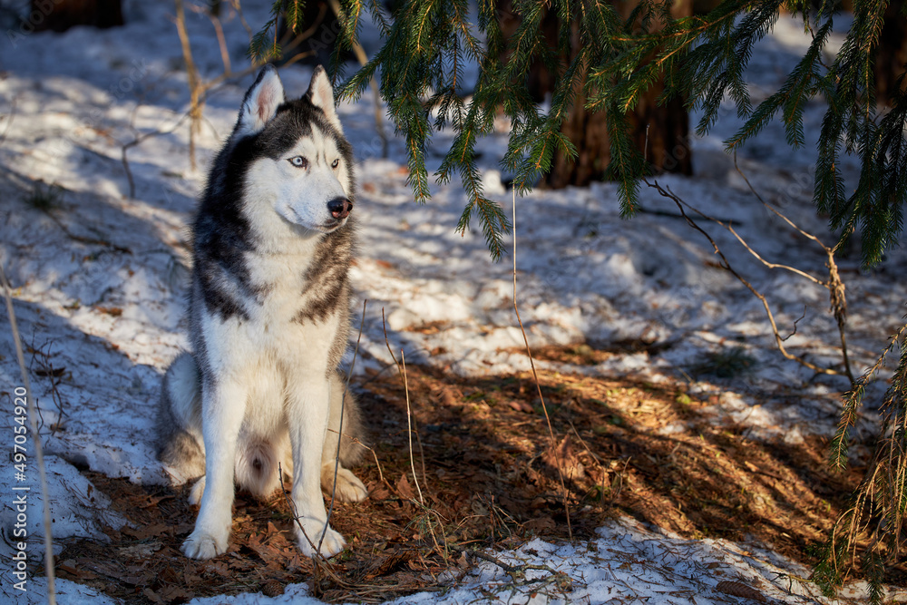 A blue-eyed husky dog sits on the snow in sunny spring forest and looks around. Snow is melting. Copy space.