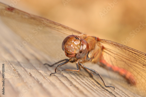 close up of a dragonfly © christian