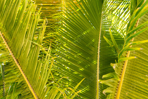 Close-up of large green tropical fern leaves