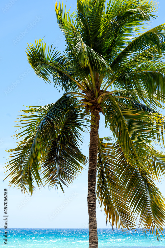Lonely palm tree stands on the shores of the Caribbean Sea. Beautiful seascape, azure sea and blue sky