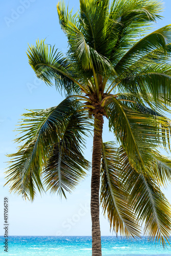 Lonely palm tree stands on the shores of the Caribbean Sea. Beautiful seascape, azure sea and blue sky