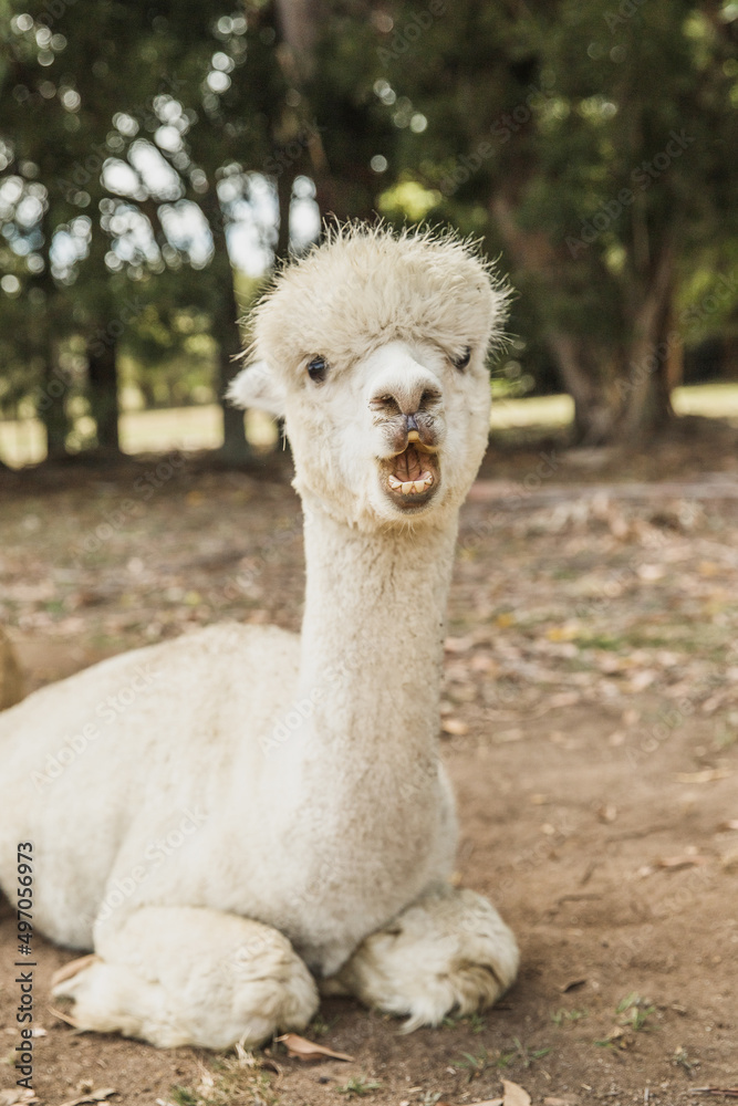 Fototapeta premium alpaca on natural background, llama on a farm, domesticated wild animal cute and funny with curly hair used for wool. High quality photo