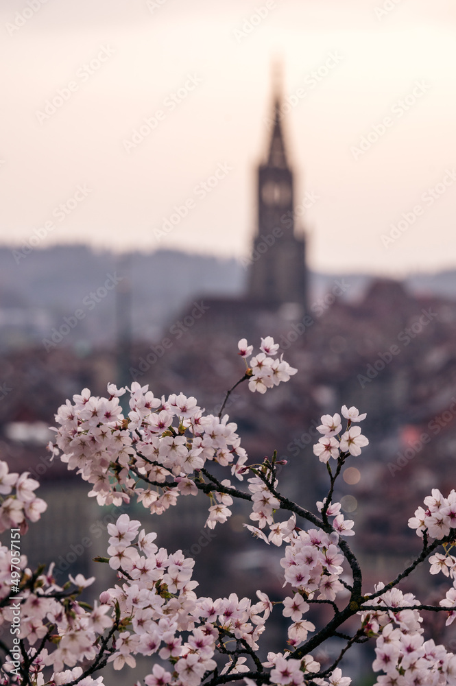 flowering cherry tree in front of the oldtown of Bern in spring