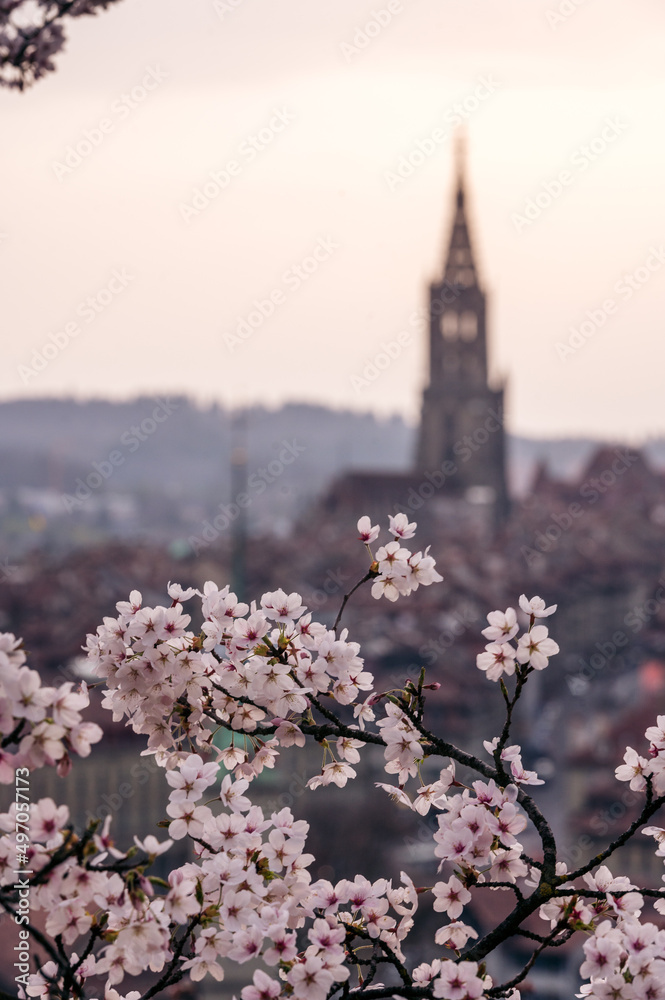 flowering cherry tree in front of the oldtown of Bern in spring