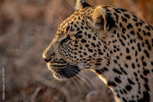 Close up of the side profile of a Leopard.