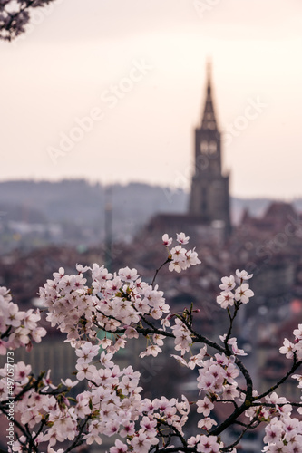 flowering cherry tree in front of the oldtown of Bern in spring