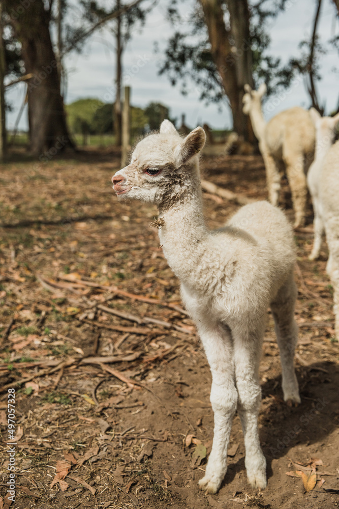 alpaca on natural background, llama on a farm, domesticated wild animal cute and funny with curly hair used for wool. High quality photo alpaca on natural background, llama on a farm, domesticated wild animal cute and funny with curly hair used for wool. High quality photo