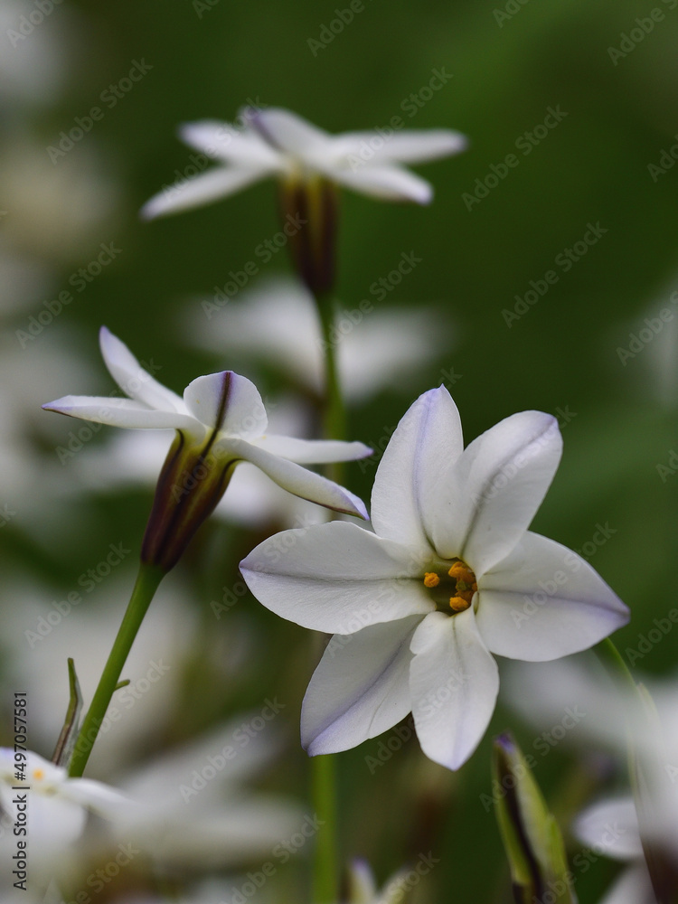 Fototapeta premium Close up ipheion uniflorum flowers