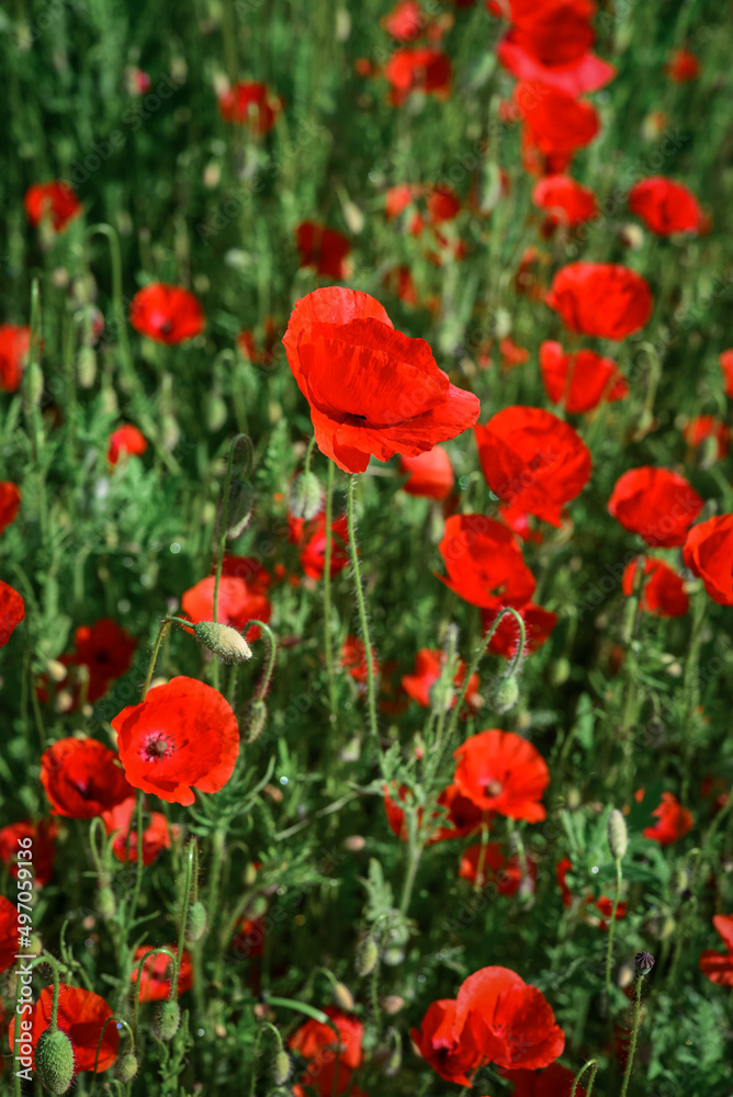 Field with blooming Poppy Flowers Field with blooming Poppy Flowers