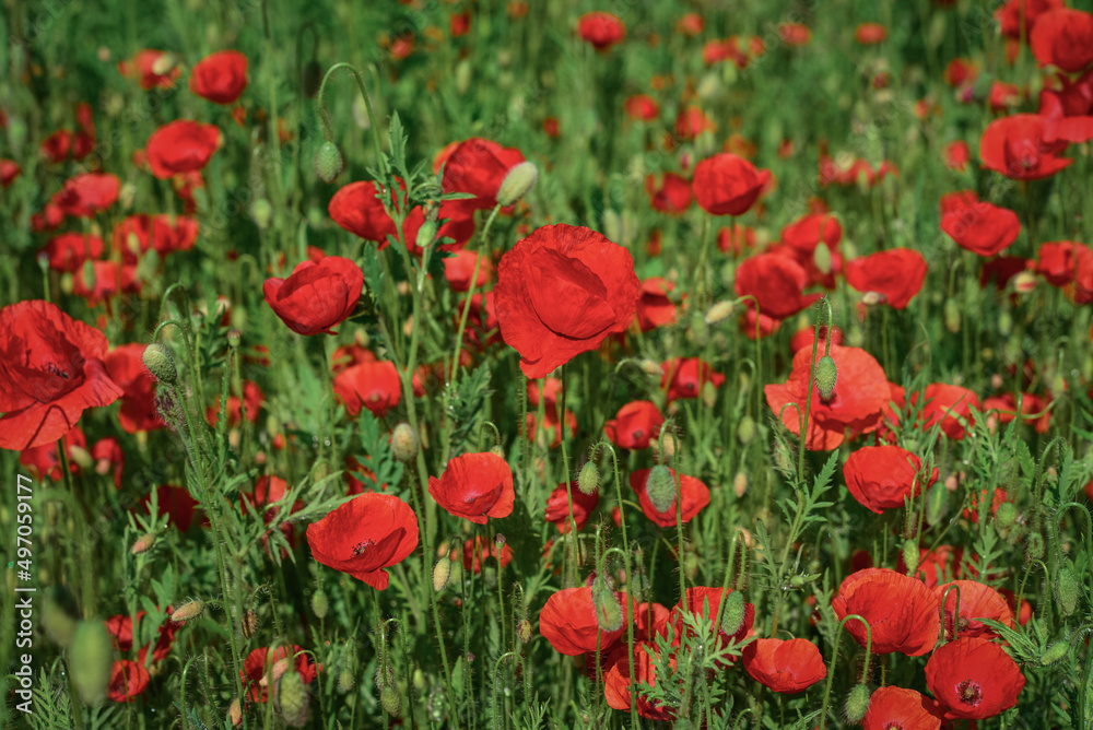Field with blooming Poppy Flowers Field with blooming Poppy Flowers