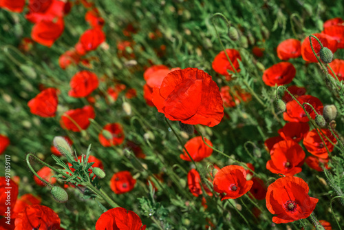 Fototapeta Naklejka Na Ścianę i Meble -  Field with blooming Poppy Flowers