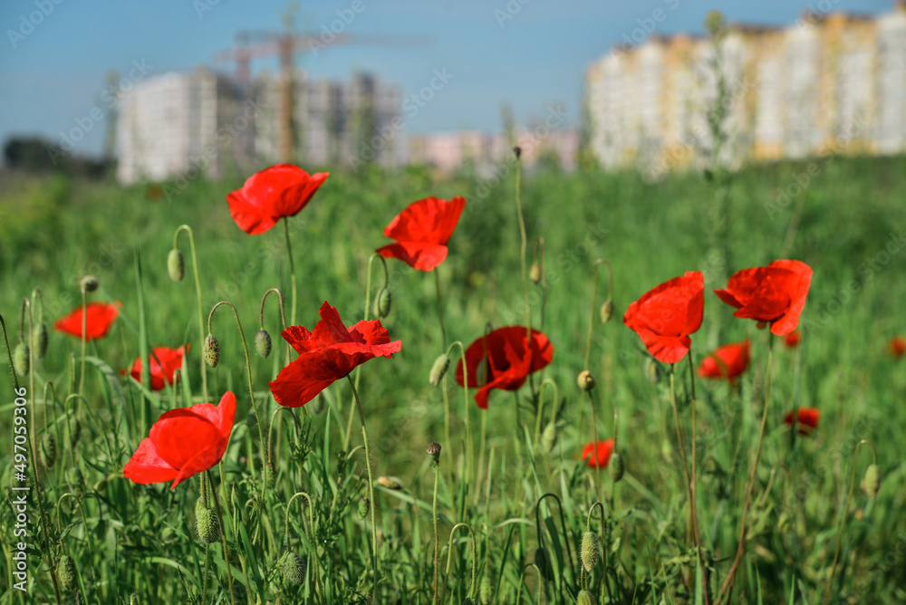 Obraz premium Field with blooming Poppy Flowers in front of new buildings at summer sunny day in Ukraine