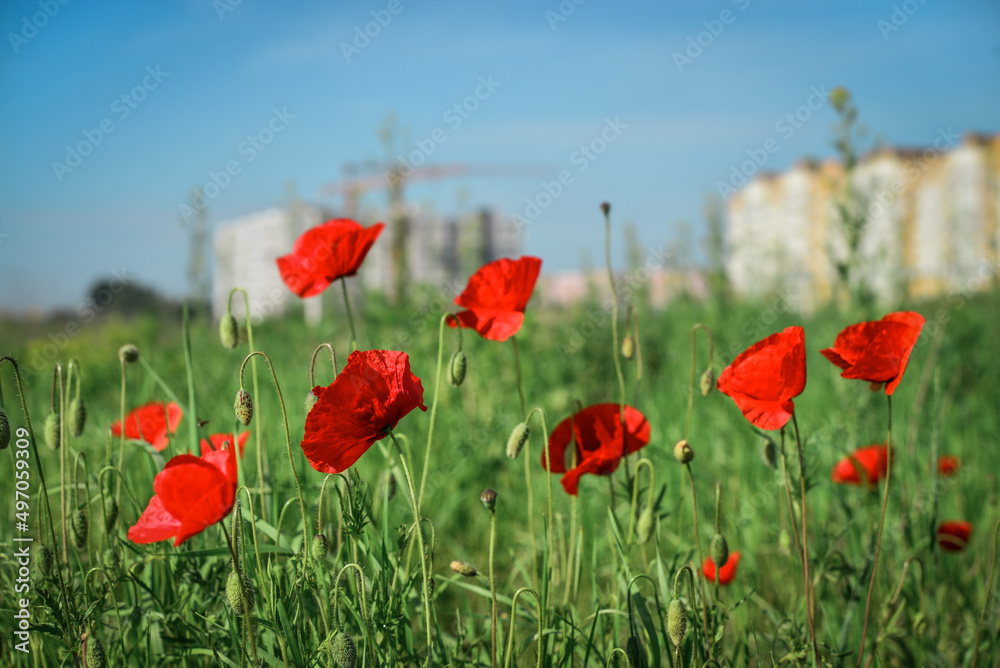 Obraz premium Field with blooming Poppy Flowers in front of new buildings at summer sunny day in Ukraine