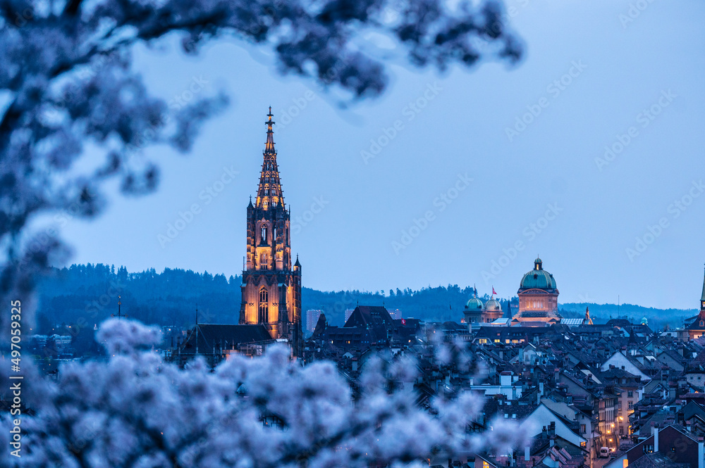 historic clocktower of Berner Münster during scenic cherry blossom in Rosengarten at blue hour