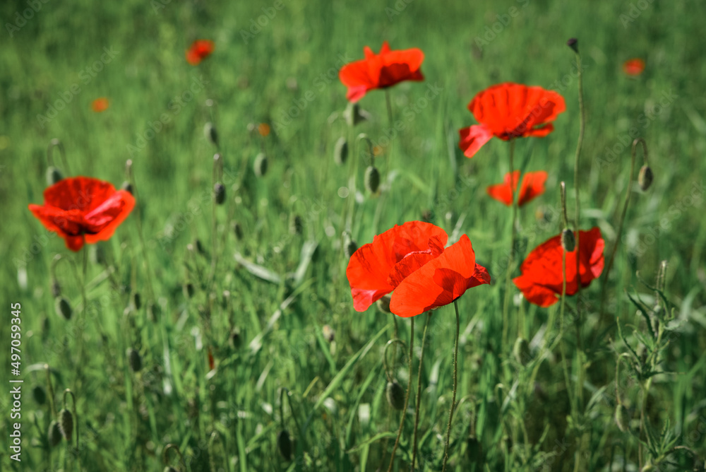 Fototapeta premium Field with blooming Poppy Flowers