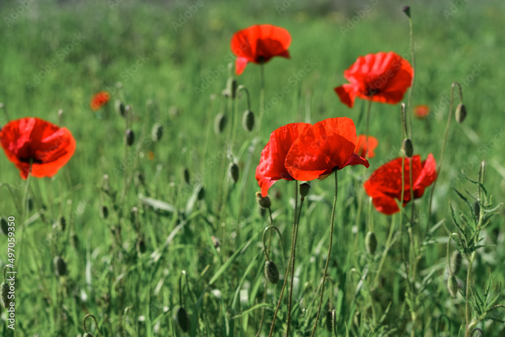 Field with blooming Poppy Flowers Field with blooming Poppy Flowers