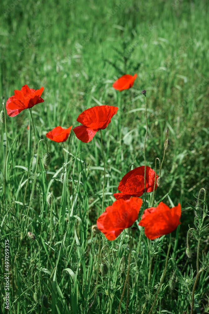 Fototapeta premium Field with blooming Poppy Flowers