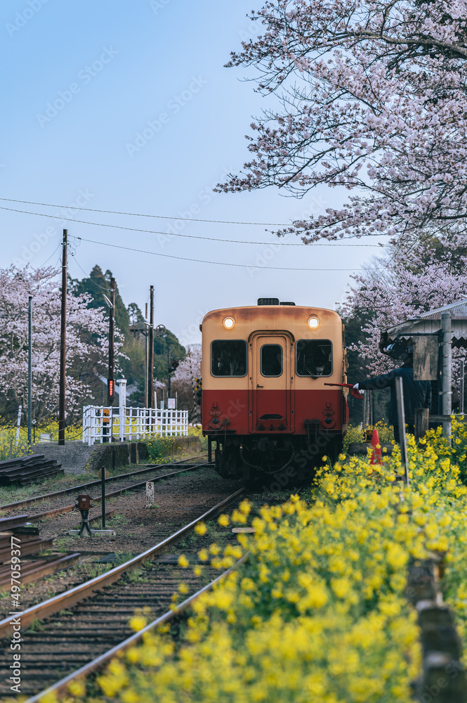 桜と菜の花全盛期