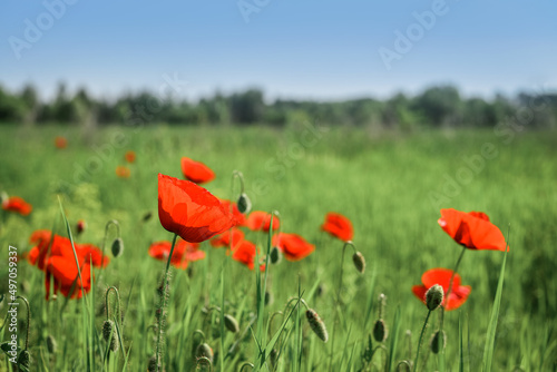 Field with blooming Poppy Flowers