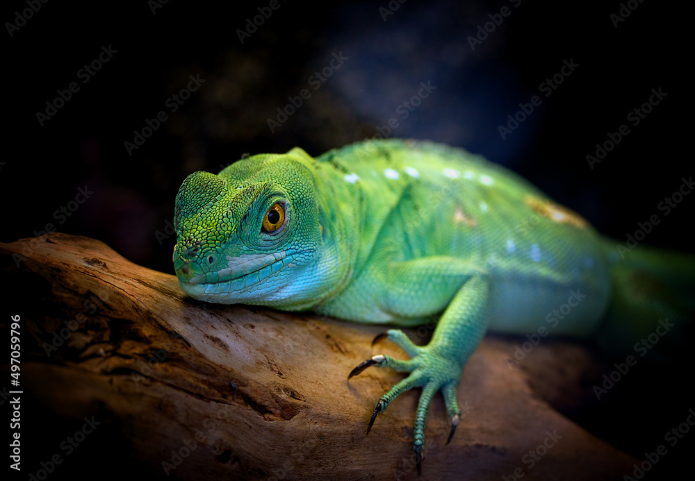 Fototapeta premium Green Chameleon Resting on Branch