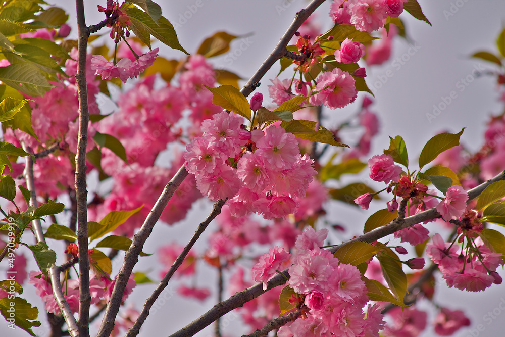 Obraz premium Cherry blossoms