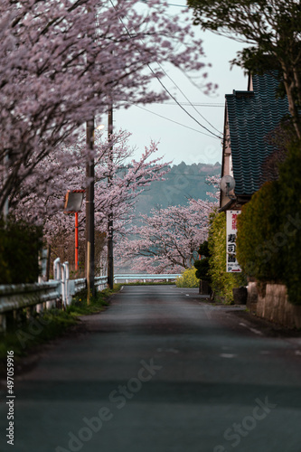 桜の見える裏路地