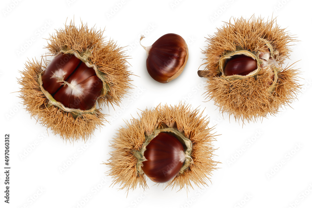 opened sweet chestnut in its spiky husk isolated on white. Top view. Flat lay. opened sweet chestnut in its spiky husk isolated on white. Top view. Flat lay.