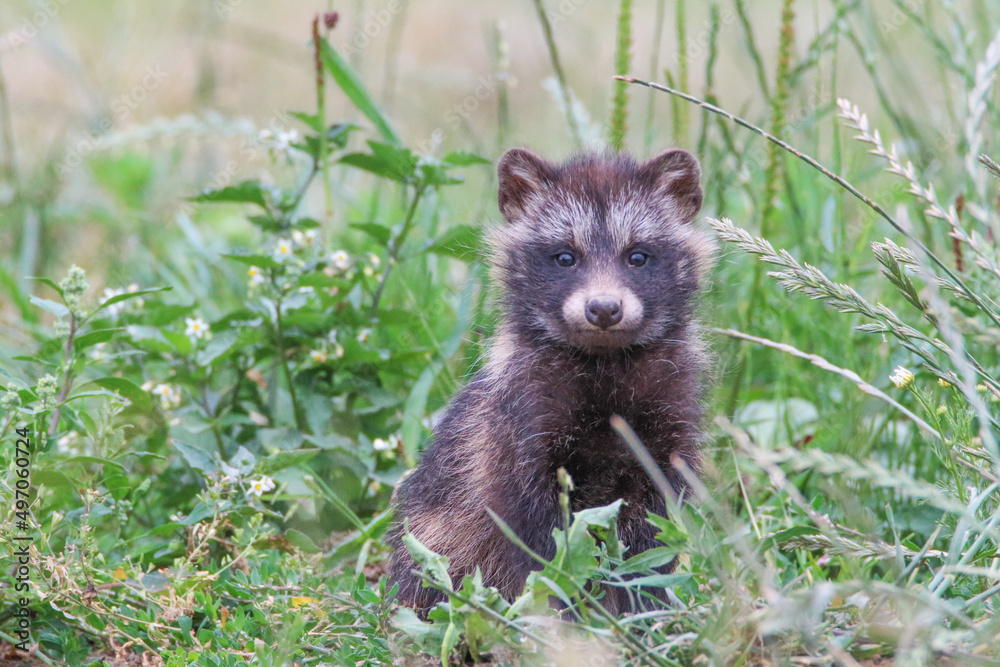 Fototapeta premium Młody jenot w łąkowej scenerii