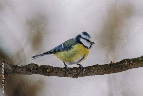 Tit on a branch in winter
