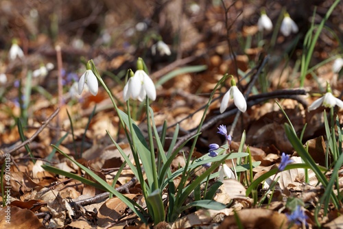 delicate snowdrop galanthus flowers in the spring forest