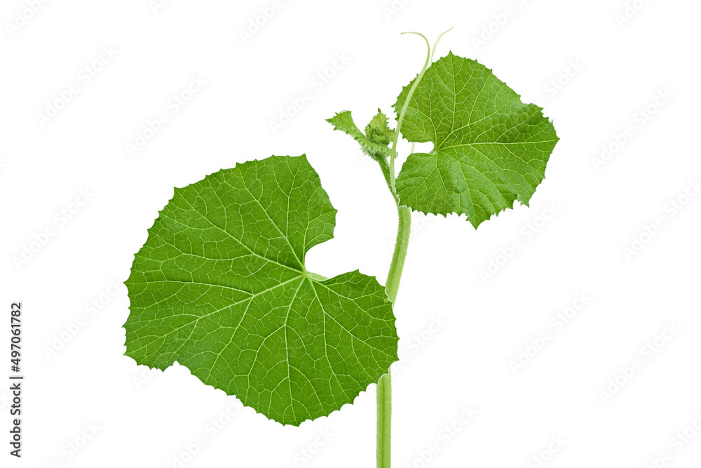 Melon leaf isolated on white background with clipping path and full depth of field Melon leaf isolated on white background with clipping path and full depth of field