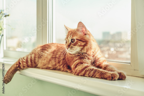 Ginger cat sleeping on the windowsill
