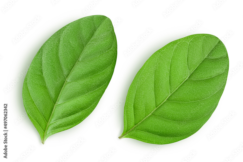 Fresh Guava leaf isolated on white background with clipping path Fresh Guava leaf isolated on white background with clipping path