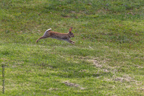 Fototapeta Naklejka Na Ścianę i Meble -  A Wild Rabbit (Oryctolagus cuniculus) fully stretcched, running towards the right in a field in Summer. Photo taken at Mount Annan, Sydney, Australia - copy space and horizontal.