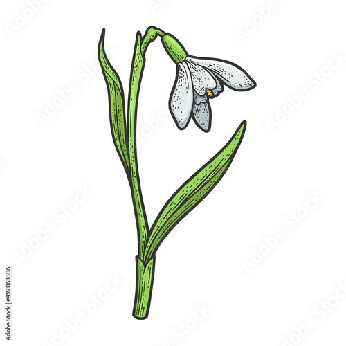 Snowdrop galanthus flower color sketch engraving vector illustration. T-shirt apparel print design. Scratch board imitation. Black and white hand drawn image.